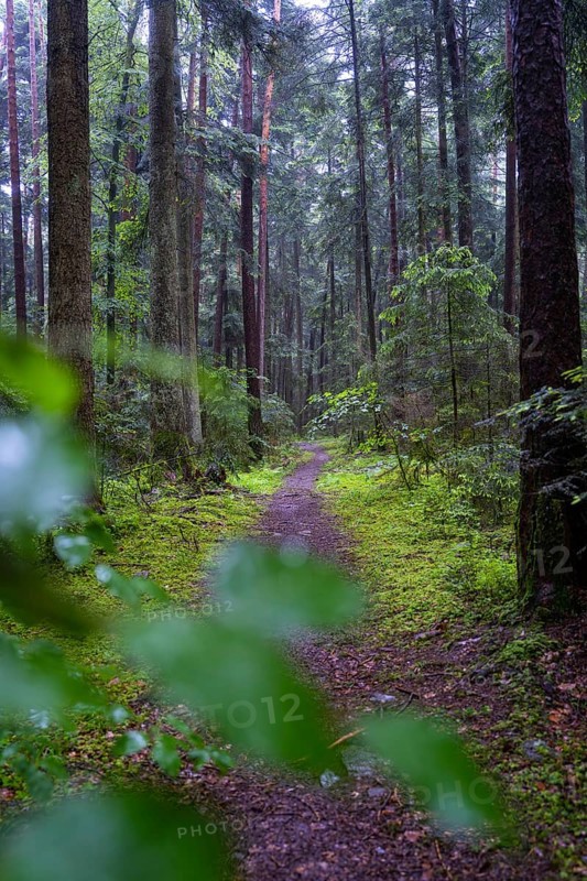 A quiet, damp forest path, surrounded by tall trees and green undergrowth, the scenery is mystical and quiet, E-bike, Black Forest, Gechingen, Germany, Europe