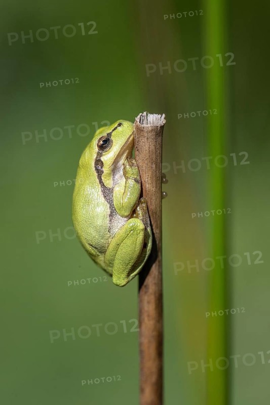 Tree frog (Hyla arborea), Lower Saxony, Germany, Europe