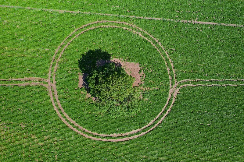 Aerial view over solitary common oak, pedunculate oak, English oak (Quercus robur) tree in farmland, field showing circular tractor tracks