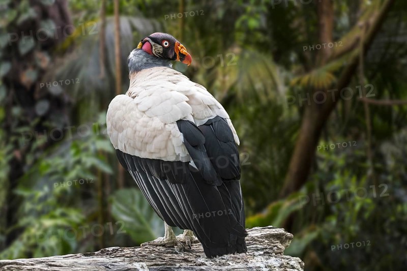 King vulture (Sarcoramphus papa, Vultur papa) in tropical rain forest, native to Central and South America