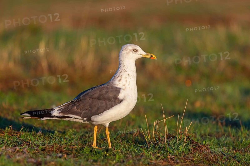 Yellow-legged gull (Larus michahellis), Hides De Calera / Steppe Raptors, Calera Y Chozas, Castilla La Mancha / Toledo, Spain, Europe