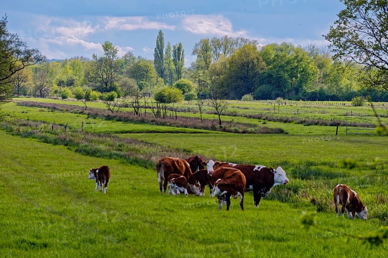 A herd of cows grazing in an idyllic landscape in the Kirchwerder Wiesen nature reserve. Kirchwerder, Hamburg, Germany, Europe
