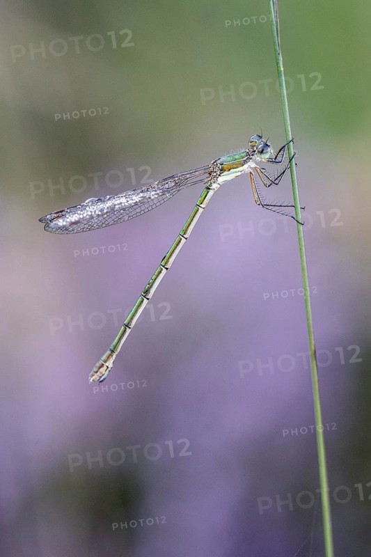 Emerald Damselfly (Lestes viridis), Emsland, Lower Saxony, Germany, Europe
