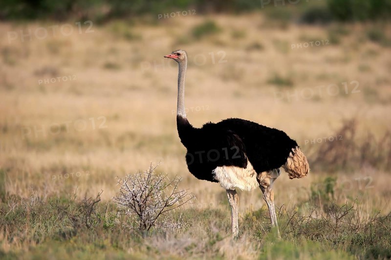 South African ostrich (Struthio camelus australis), common ostrich, adult, male, foraging, Mountain Zebra National Park, Eastern Cape, South Africa, Africa