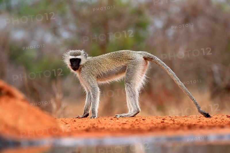 Vervet Monkey (Chlorocebus pygerythrus), adult, at the water, alert, Kruger National Park, Kruger National Park, Kruger National Park South Africa