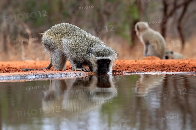 Vervet Monkey (Chlorocebus pygerythrus), adult, drinking, at the water, Kruger National Park, Kruger National Park, Kruger National Park South Africa