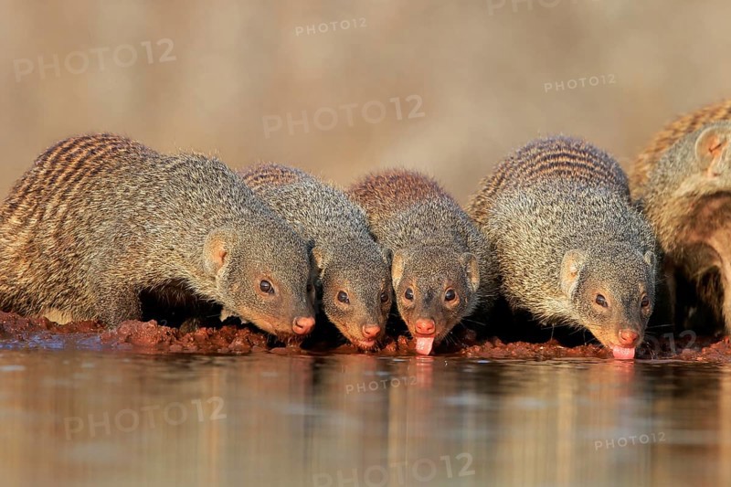 Zebra mongoose (Mungos mungo), adult, group, at the water, drinking, Kruger National Park, Kruger National Park, Kruger National Park South Africa