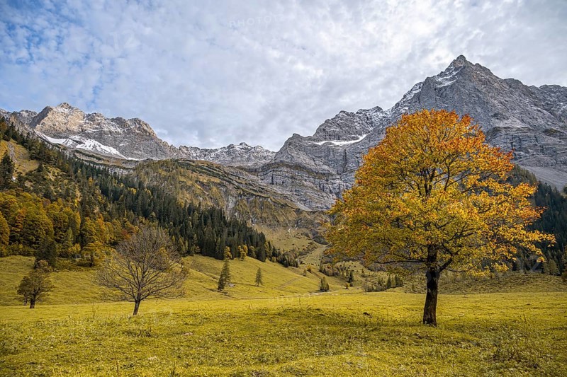 Maple trees with autumn leaves, autumn landscape in Rißtal with Spritzkarspitze, Großer Ahornboden, Engalpe, Eng, municipality of Hinterriß, Karwendel Mountains, Alpenpark Karwendel, Tyrol, Austria, Europe