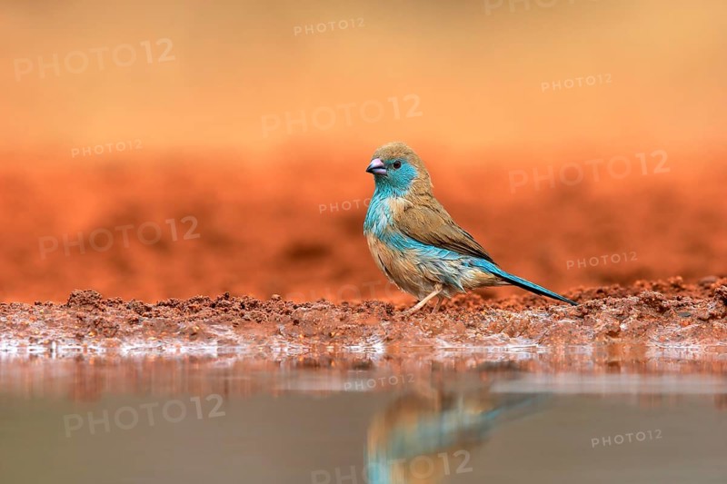 Blue waxbill (Uraeginthus angolensis), Angola butterfly finch, adult, at the water, Kruger National Park, Kruger National Park, Krugerpark, South Africa, Africa