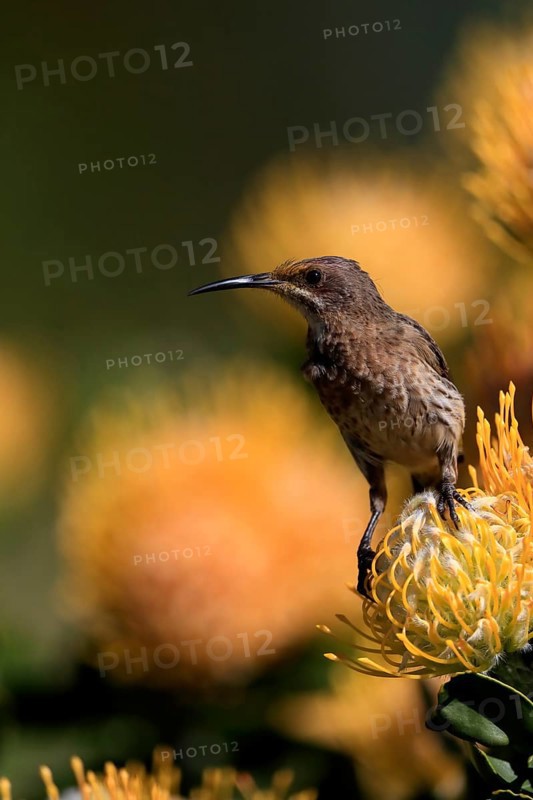 Cape Honeybird (Promerops cafer), adult, female, on flower, Protea, vigilant, Kirstenbosch Botanic Gardens, Cape Town, South Africa, Africa