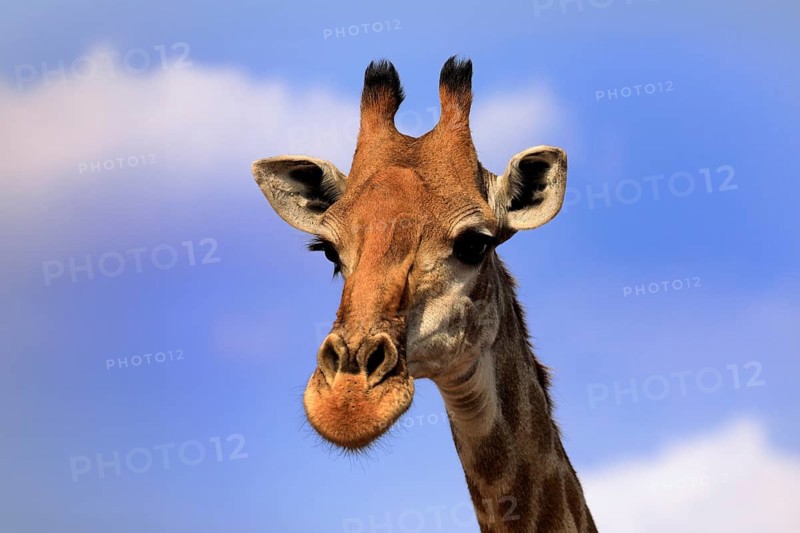 Southern giraffe (Giraffa camelopardalis giraffa), adult, portrait, Kruger National Park, Kruger National Park, Krugerpark, South Africa, Africa