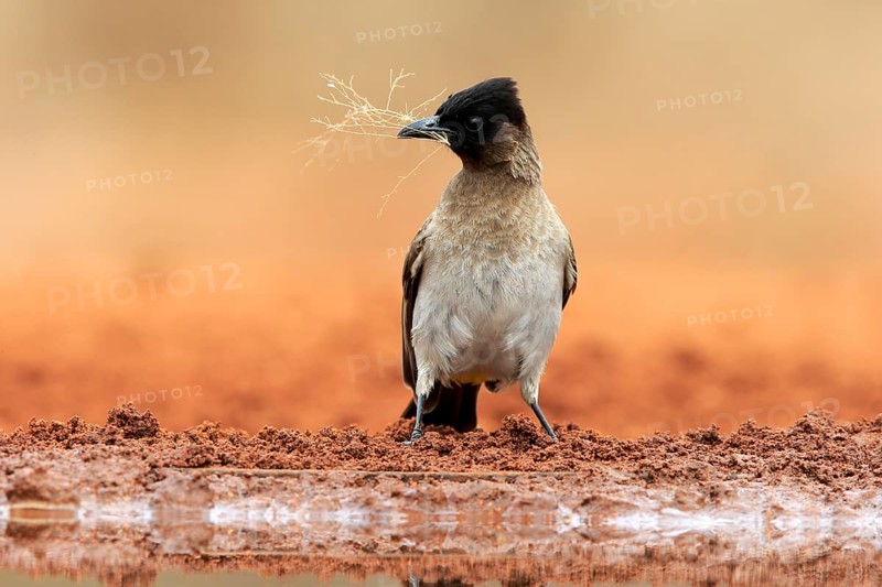 Grey bulbul (Pycnonotus barbatus), adult, at the water, with nesting material, Kruger National Park, Kruger National Park, Krugerpark, South Africa, Africa