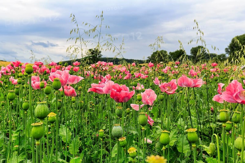 Opium poppy (Papaver somniferum), cultivation of edible poppy, poppy field, pink flowers and seed capsules, Germerode, Meißner, Geo-nature park Park Frau-Holle-Land, Hesse, Germany, Europe