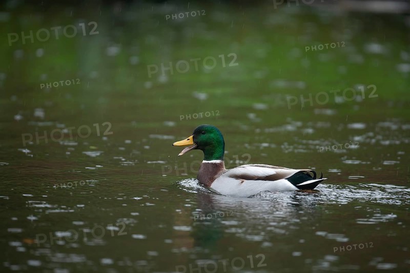 Mallard duck (Anas platyrhynchos) adult male bird quacking on a lake in a rain shower, England, United Kingdom, Europe
