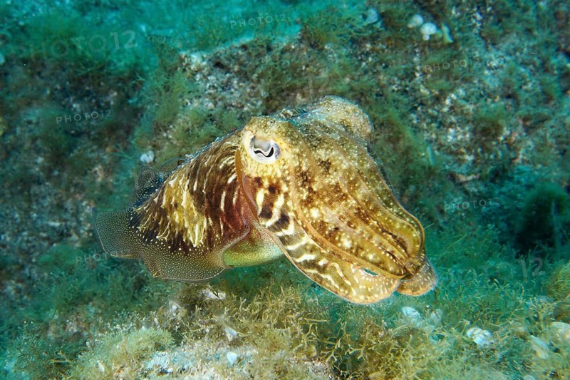 Common cuttlefish (Sepia officinalis) moves across a seabed overgrown with plants. Dive site Cueva del Tiburon, Las Galletas, Tenerife, Canary Islands, Spain, Europe