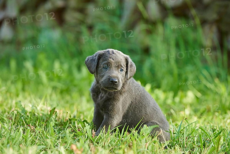 Black Labrador Retriever pup on a meadow, Germany, Europe