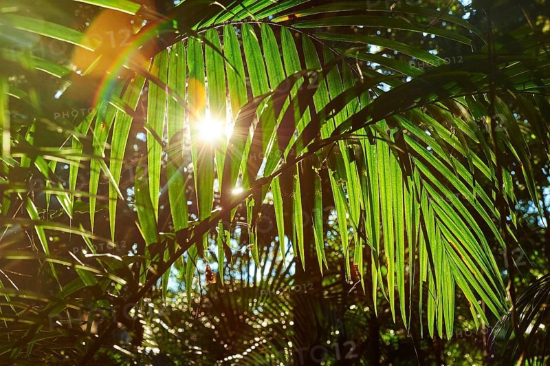 Landscape of a piccabeen palm trees (Archontophoenix cunninghamiana) leaf in a rainforest on an early morning in Mary Cairncross Scenic Reserve in spring, Australia, Oceania