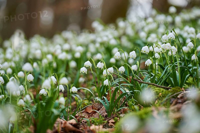 Spring snowflake (Leucojum vernum) flowering in a forest in spring, Upper Palatinate, Bavaria, Germany, Europe