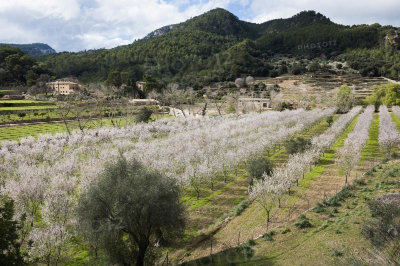 Flowering almond tree (Prunus dulcis), near Valdemossa, Serra de Tramuntana, Majorca, Balearic Islands, Spain, Europe