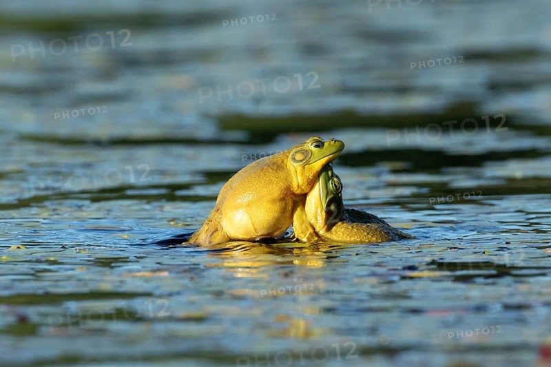 Bull frogs Lithobates catesbeianus. Male bull frogs fighting during the breeding season. La Mauricie national park. Province of Quebec. Canada