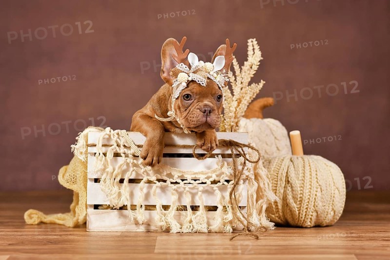 Cute French Bulldog puppy with reindeer antlers in box in front of brown background with boho style decoration