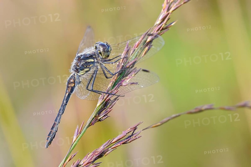 Black Darter (Sympetrum danae), male sitting on a blade of grass, wildlife, dragonflies, insects, nature reserve Aschendorfer Obermoor, Wildes Moor, Emsland, Lower Saxony, Germany, Europe