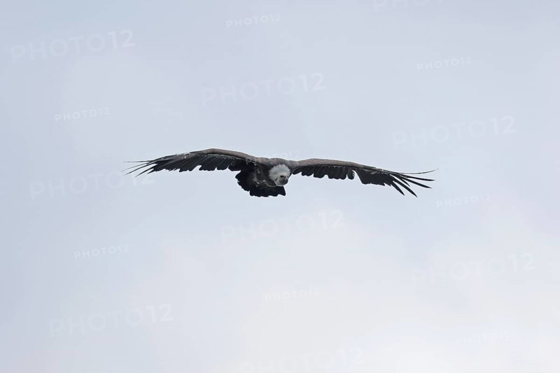 Griffon vulture (Gyps fulvus), flying, Hohenwerfen Castle, Salzburger Land, Austria, Europe