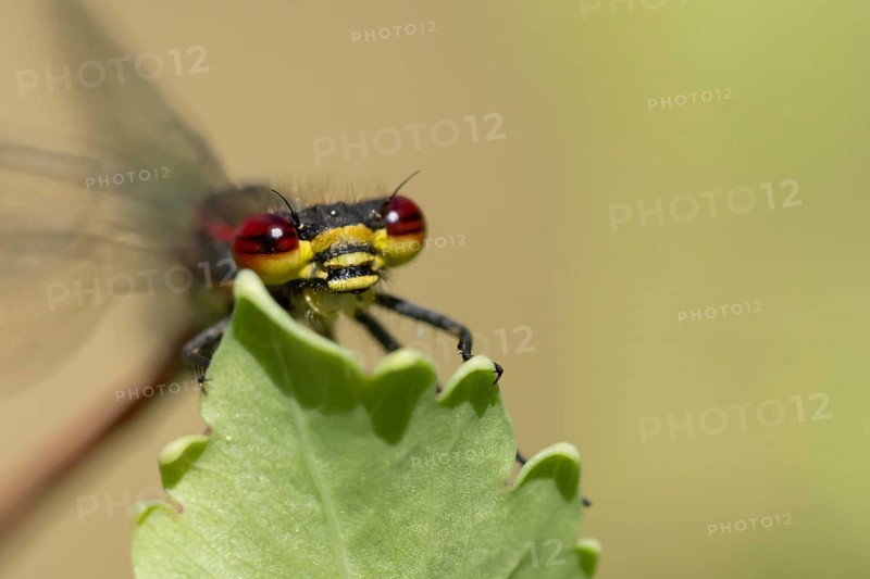 Large red damselfly (Pyrrhosoma nymphula) adult insect resting on a plant leaf, Suffolk, England, United Kingdom, Europe