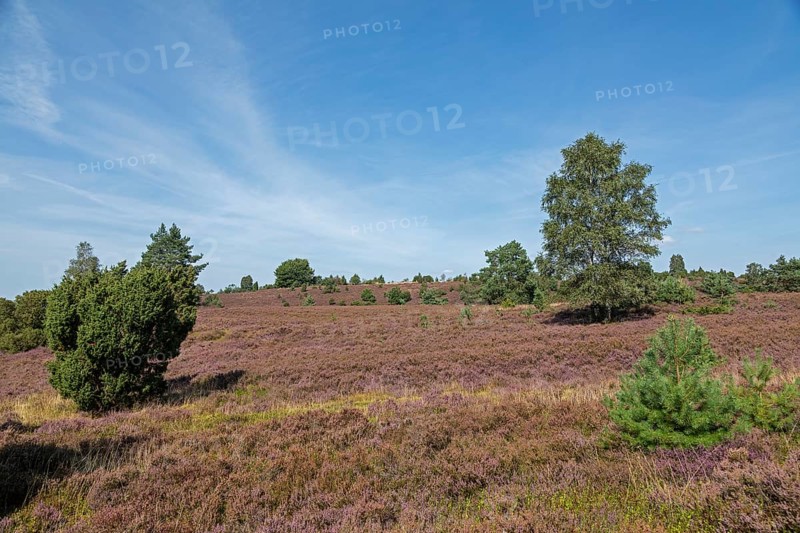Heather blossom, trees, Wilseder Berg near Wilsede, Bispingen, Lüneburg Heath, Lower Saxony, Germany, Europe