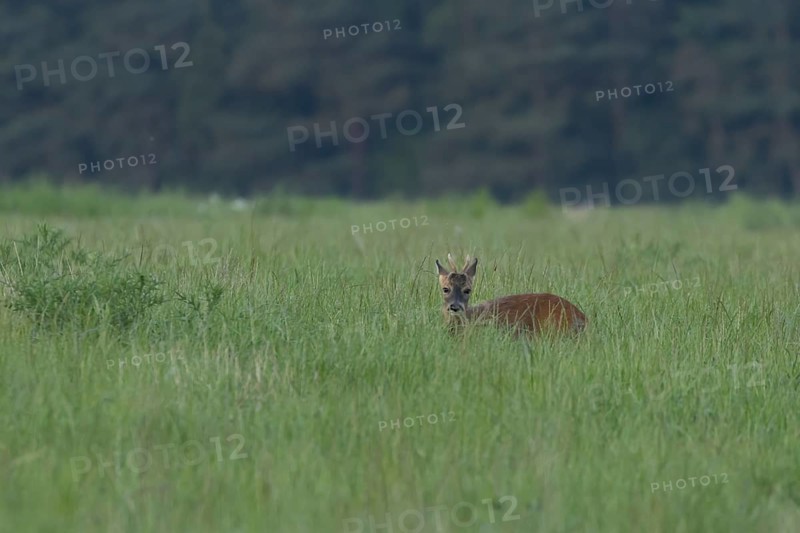 Roe deer (Capreolus capreolus) adult male buck animal in a farmland grass field in the summer, Suffolk, England, United Kingdom, Europe