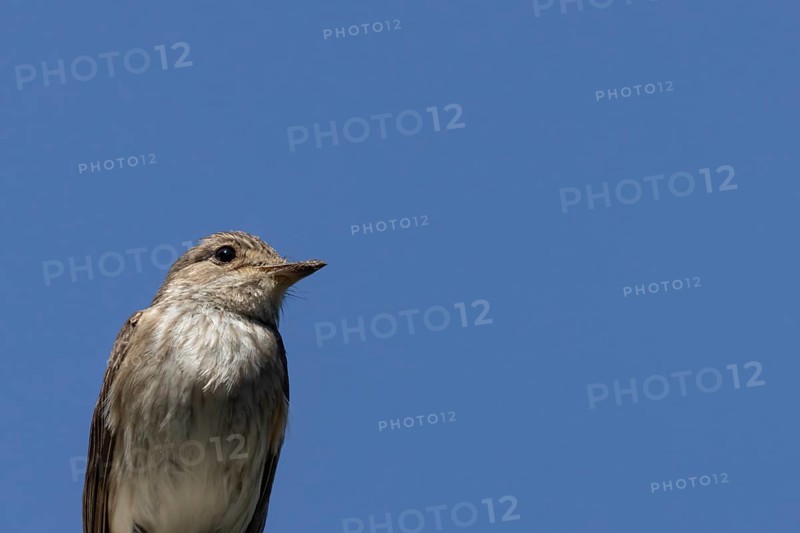 Spotted flycatcher (Muscicapa striata) adult bird head portrait in the summer, Norfolk, England, United Kingdom, Europe
