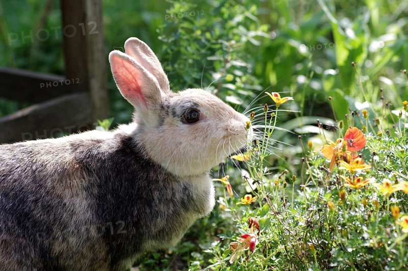 Rabbit (Oryctolagus cuniculus domestica), Portrait, Flowers, A rabbit sniffs curiously at a flower in the garden