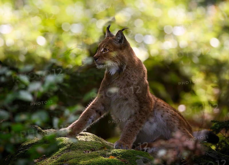 Eurasian lynx (Lynx lynx), captive, Neuschönau enclosure, Bavarian Forest National Park, Bavaria, Germany, Europe