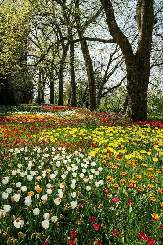 Park and flower meadow with colourful tulips, Mainau Island, Lake Constance, Baden-Württemberg, Germany, Europe