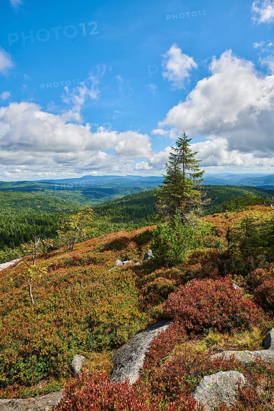 Vegetation with Norway spruce (Picea abies) and colored European blueberry (Vaccinium myrtillus) on Mount Lusen in late summer, Bavarian Forest, Bavaria, Germany, Europe