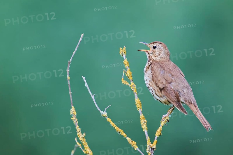 Song thrush (Turdus philomelos), Lower Saxony, Germany, Europe