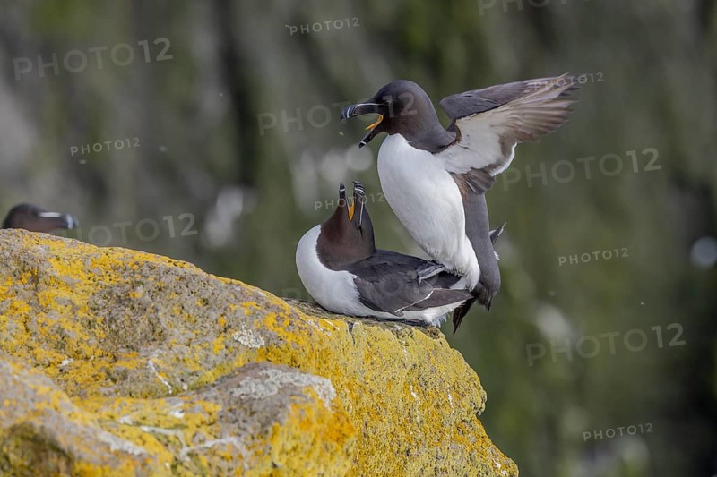 Razorbill (Alca torda), copulation, Latrabjarg, Westfjords, Iceland, Europe