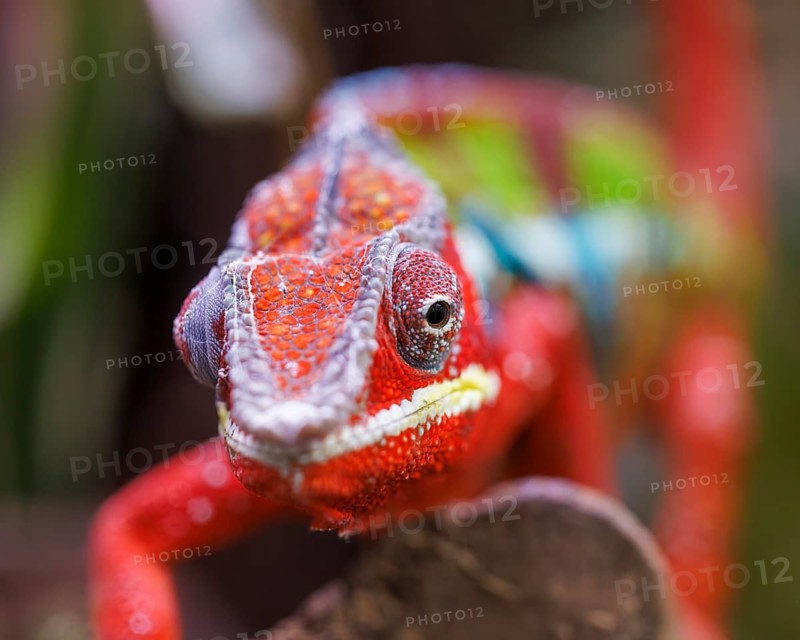 Panther chameleon (Furcifer pardalis), Germany, Europe