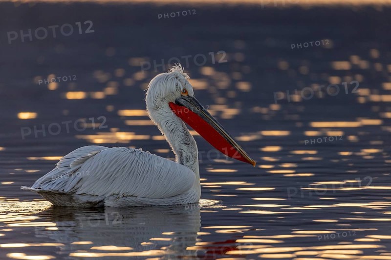 Dalmatian pelican (Pelecanus crispus), swimming in the evening light, magnificent plumage, red throat pouch, Lake Kerkini, Greece, Europe