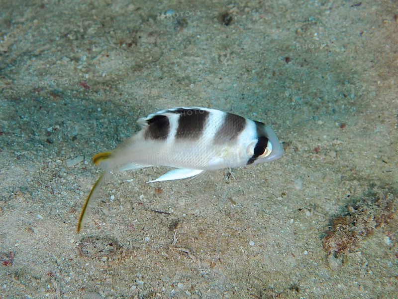 Juvenile humpnose big-eye bream (Monotaxis grandoculis) Dive site House Reef, Mangrove Bay, El Quesir, Red Sea, Egypt, Africa