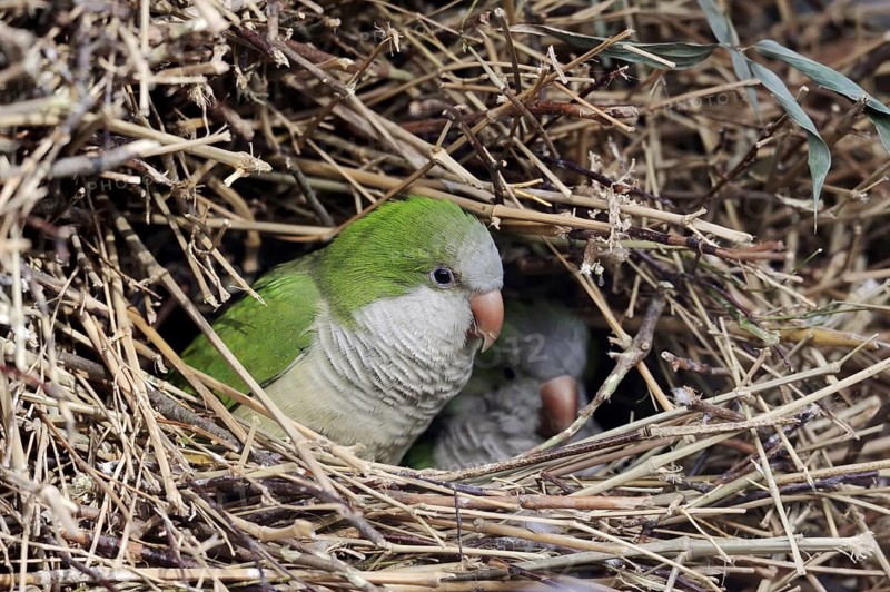 Monk parakeet (Myiopsitta monachus) in nest, captive, occurrence in South America