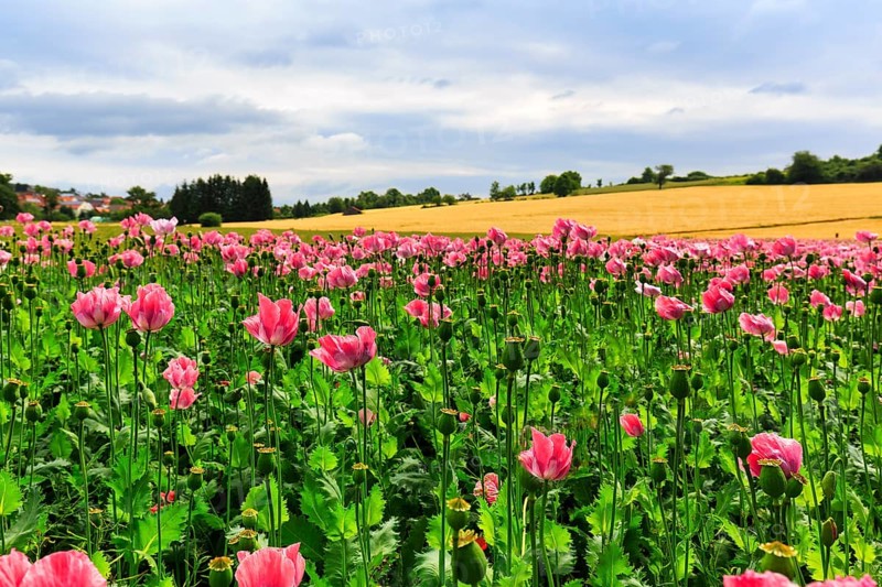 Opium poppy (Papaver somniferum), cultivation of edible poppy, poppy field, pink flowers and seed capsules, Germerode, Meißner, Geo-nature park Park Frau-Holle-Land, Hesse, Germany, Europe