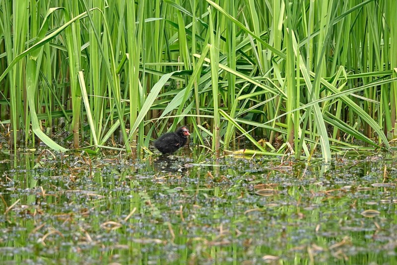Common moorhen (Gallinula chloropus), May, Germany, Europe