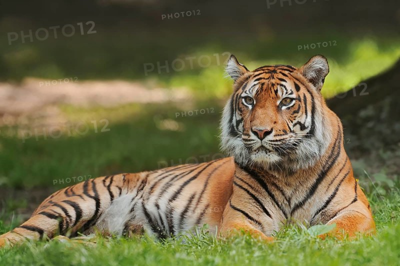 Sumatran tiger (Panthera tigris sumatrae), female, captive, occurring in Sumatra, Indonesia, Asia