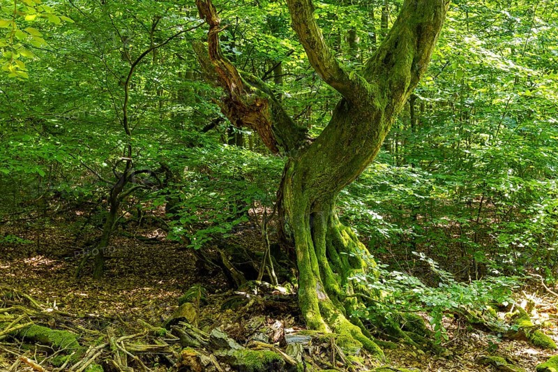 The Sababurg primeval forest, also known as the Reinhardswald primeval forest, is a nature and landscape conservation area that emerged from a hut forest. It is located near the Sababurg in the Reinhardswald in the northern Hessian district of Kassel, Reinhardswald, Reinhardswald, Hesse, Germany, Europe