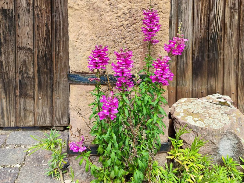 Old wooden courtyard door with sandstone surround, Rhodt unter Rietburg, German or Southern Wine Route, Southern Palatinate, Palatinate, Rhineland-Palatinate, Germany, Europe