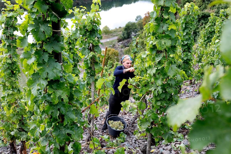 A grape harvest helper picking Riesling grapes in one of the steepest vineyards in Europe, Neef, 30/09/2020