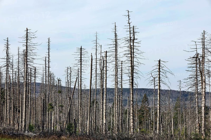 Dead spruce trees, due to infestation by bark beetles, Oderbrück, 19/07/2020