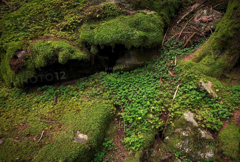Clover leaves, clover, rock, tree trunk, roots, moss-covered, Taser Höhenweg, Schenna, Scena, South Tyrol, Autonomous Province of Bolzano, Italy, Europe