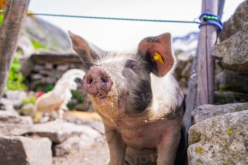 A pig with yellow ear tags stands in a rural setting between stones with mountains in the background, Klein Tibet, Zillertal, Austria, Europe